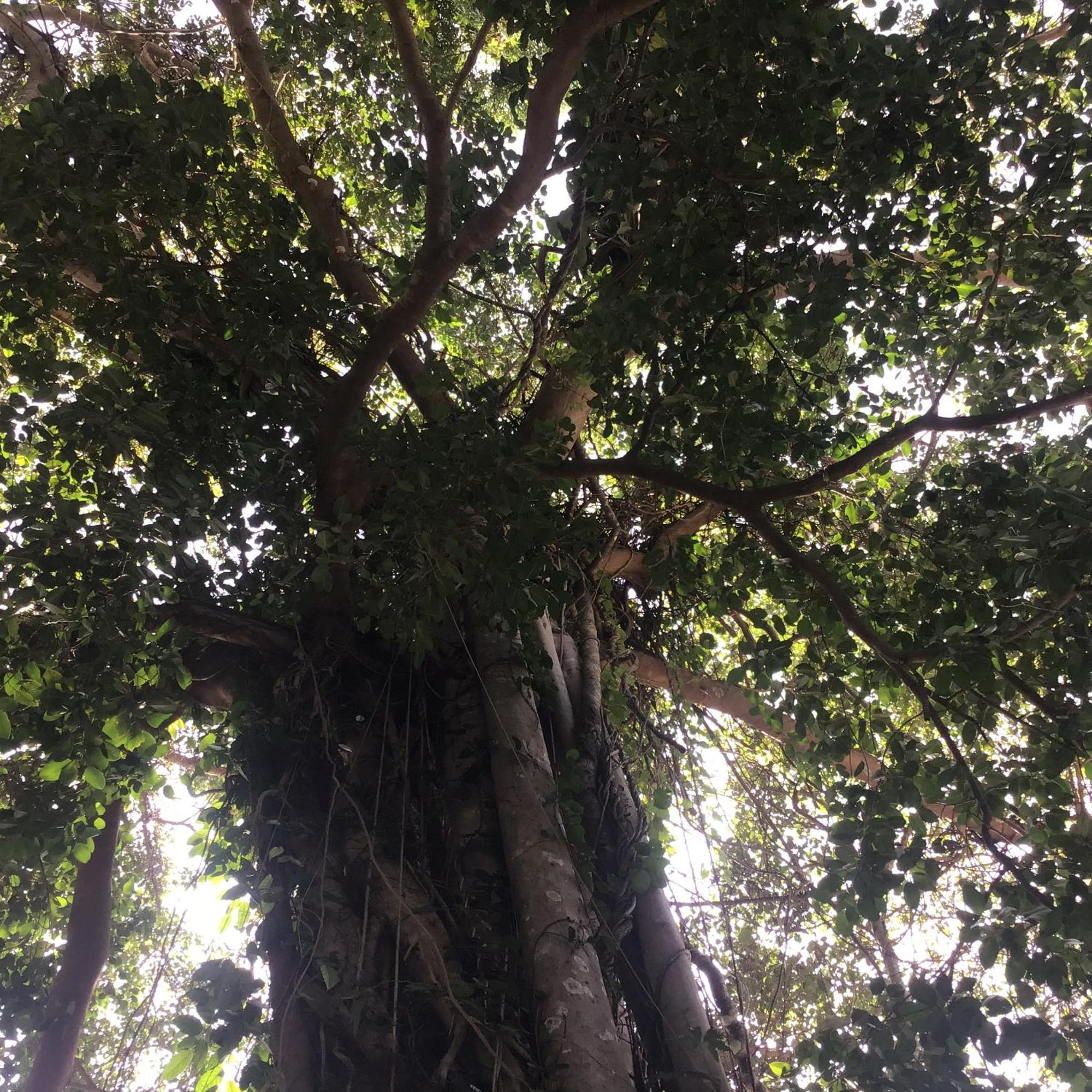 Grand Tree Koh Chang Exterior foto